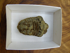 Trilobite Fossil Schnecke großes Dekostück ~HIPPIE ~GOA ~Boho ~Ethno ~Nature ~Heilstein