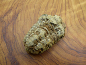 Trilobite Fossil Schnecke großes Dekostück ~HIPPIE ~GOA ~Boho ~Ethno ~Nature ~Heilstein